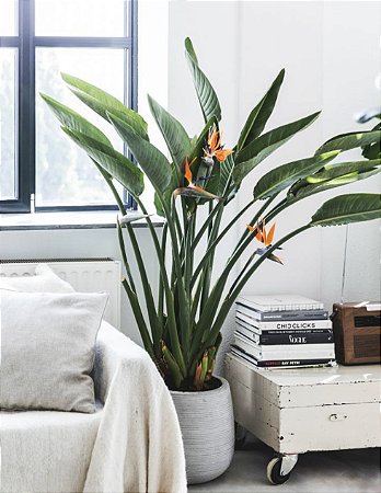 Flor do Paraiso  - Strelitzia Reginae