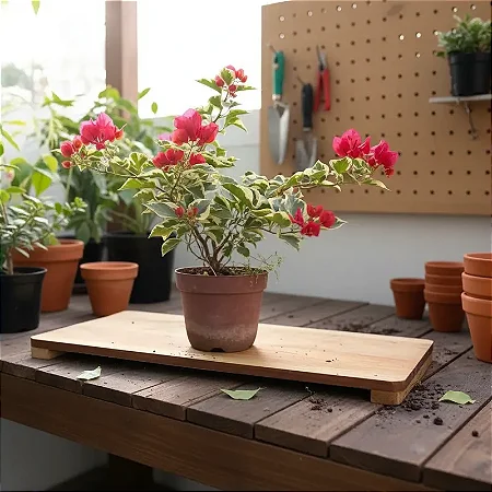 Primavera Variegata Vermelha