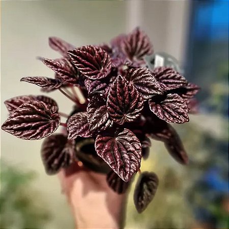 Peperomia Caperata vermelha 'Luna'