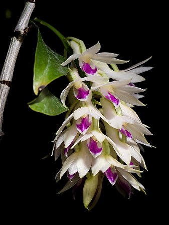 Dendrobium Amethystoglossum