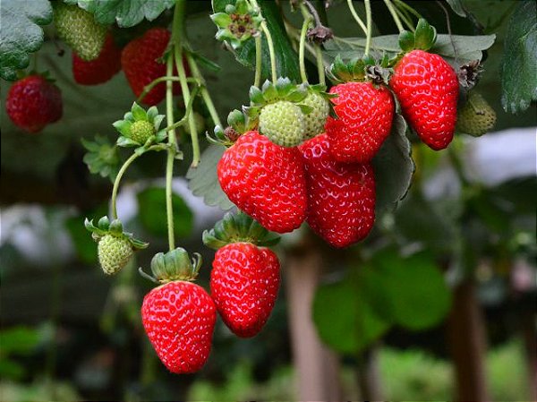 Morango - Fragaria × Ananassa