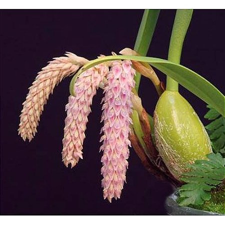 Bulbophyllum Lilacinum PROMOÇÃO