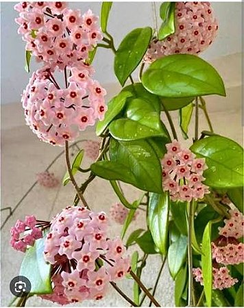 Flor de Cera - Hoya Carnosa Rosa
