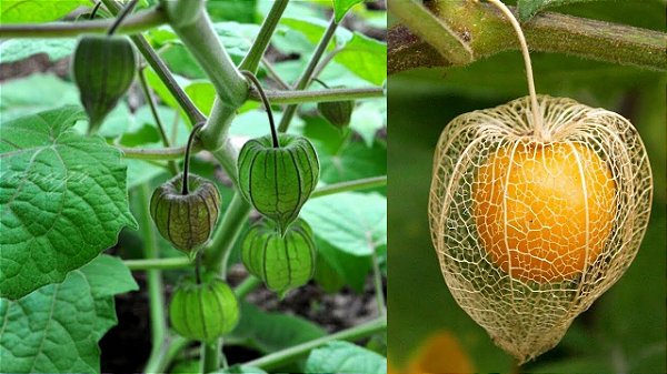 Fisális - Physalis angulata