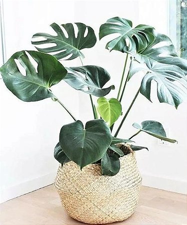 Costela de Adão - Monstera Deliciosa