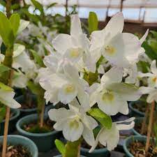Dendrobium Nobile Albo (Branco)
