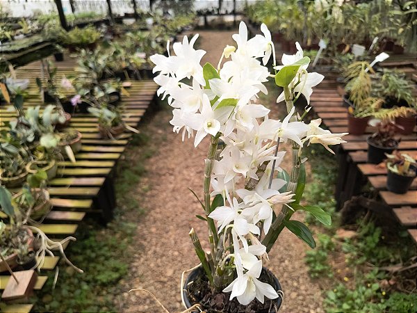 Dendrobium Nobile Branco - PROMOÇÃO