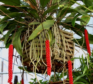Antúrio Gracile - SUPER PROMOÇÃO Anthurium Gracile - Adulta