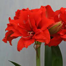 Amaryllis Celica