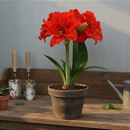 Bulbo de Flor Amaryllis Celica