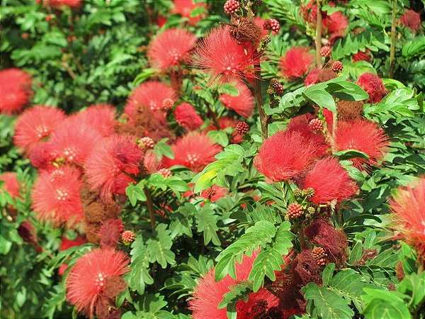 Caliandra Vermelha