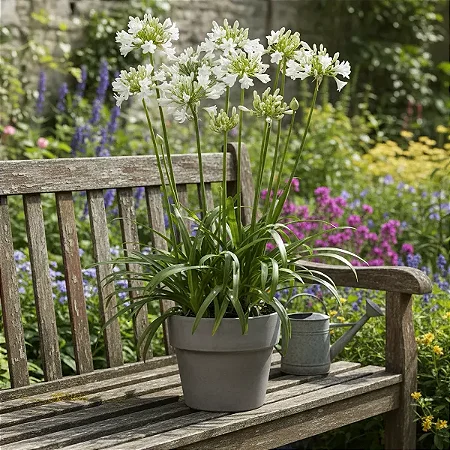 Agapanthus Branca - Agapanthus Africanus