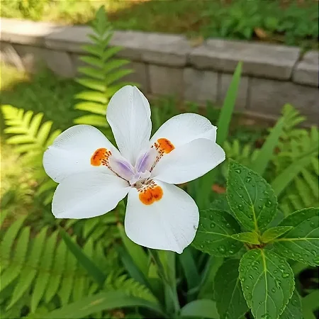 Moréia Branca - Dietes Iridioides