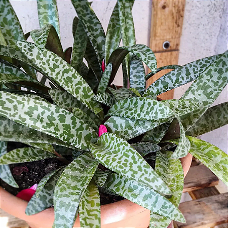 Scilla Violacea - Ledebouria socialis