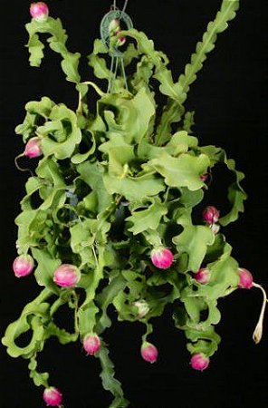 Epiphyllum Guatemalense F. Monstrosa