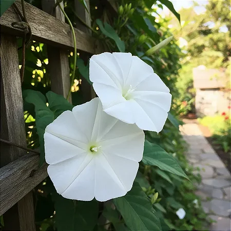 Ipoméia Branca - Ipomoea Alba