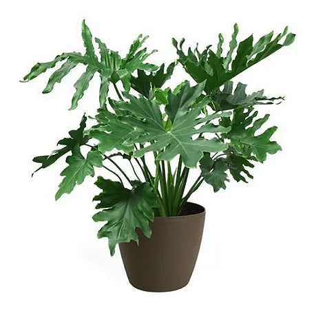 Guaimbê - Philodendron bipinnatifidum