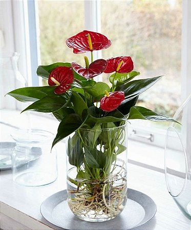 Antúrio Felicita - Anthurium Adraeanum Felicita