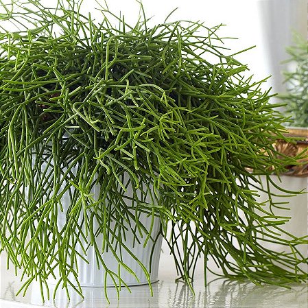 Rhipsalis teres