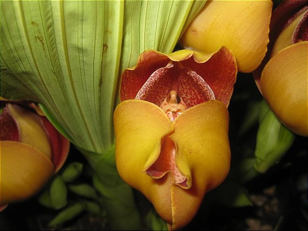 Anguloa brevilabris ('Orquídea Bebê No Berço')