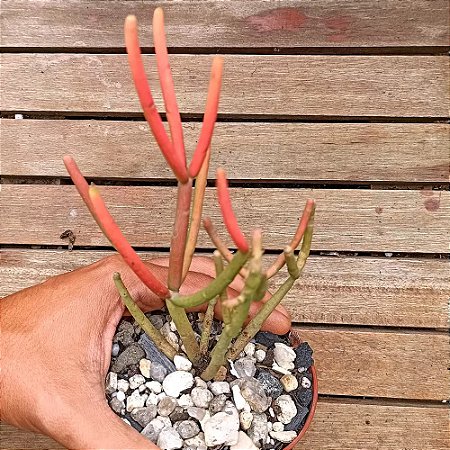 Palito de fogo - Euphorbia tirucalli 'Sticks on Fire'
