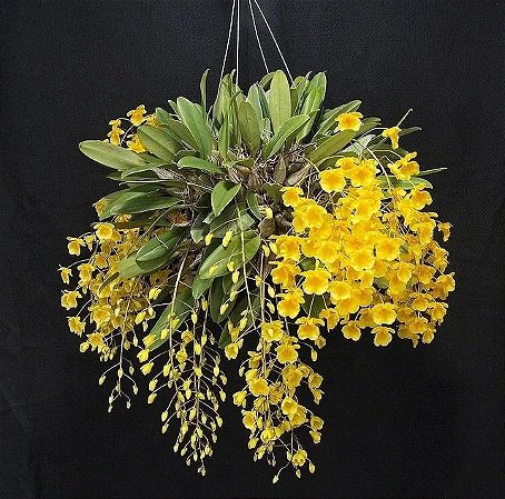 Dendrobium Aggregatum