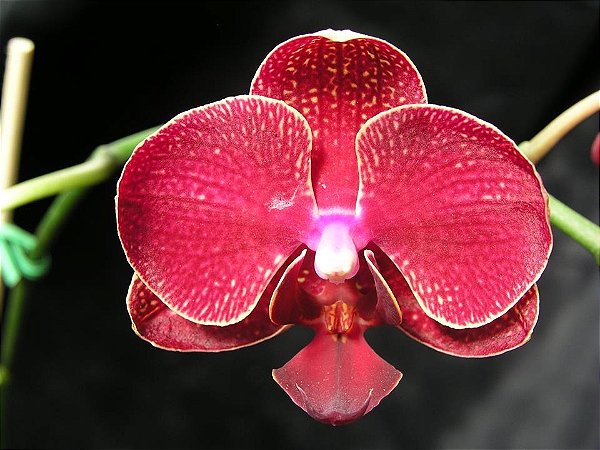 Phalaenopsis Taida Salu
