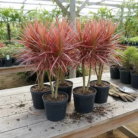 Dracena Colorama