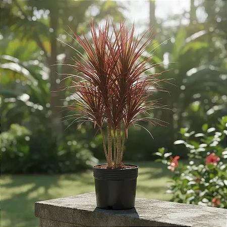 Dracena Colorama