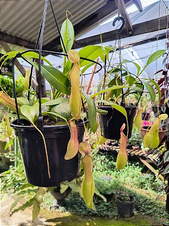 Planta Carnívora Nepenthes