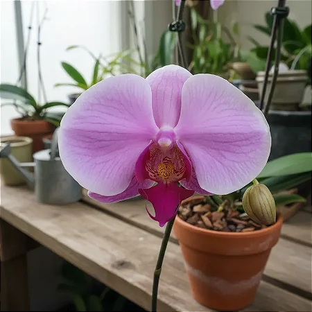Phalaenopsis Shu Long Pink Lady (PREMIUM)