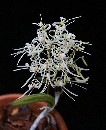 Dendrobium Wassellii ou Dockrillia Wassellii (Leque)