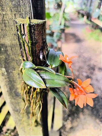Cattleya cernua ou Sophronitis cernua (LARANJA)