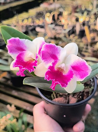 Cattleya Intermedia Flamea