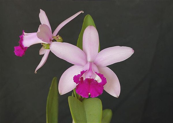 Orquídea Cattleya Intermedia var. Orlata