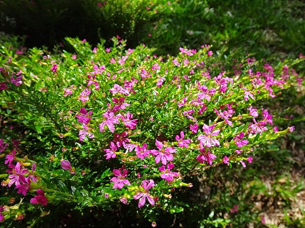 Erica Rosa - Cuphea gracilis