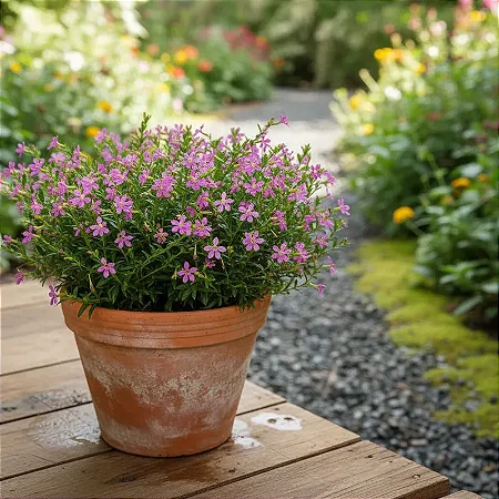 Erica Rosa - Cuphea gracilis