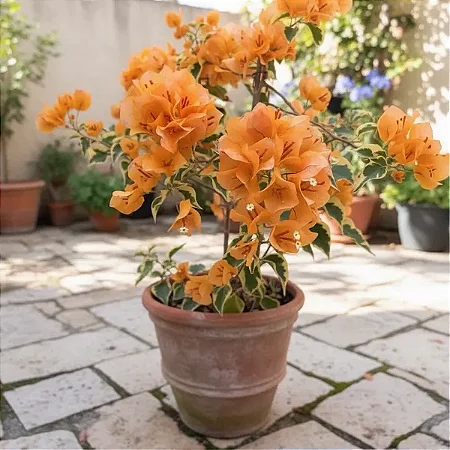 Primavera Variegata Laranja - Bougainvillea Laranja