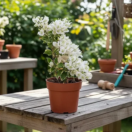 Primavera Variegata Branca - Bougainvillea Branca