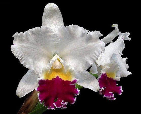 LC. MIKKIE NAGATA