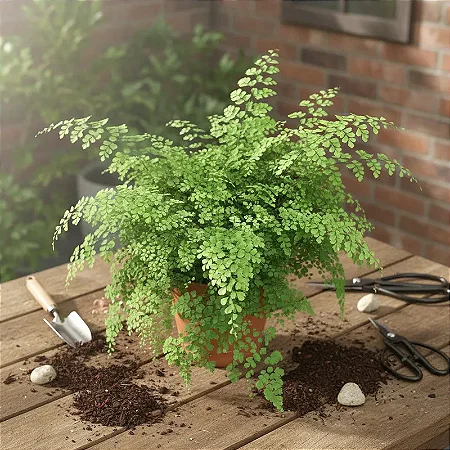 Avenca Fragrans - Adiantum fragrans