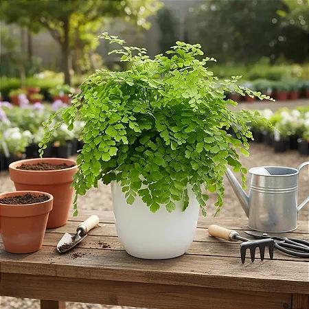 Avenca Fragrans - Adiantum fragrans