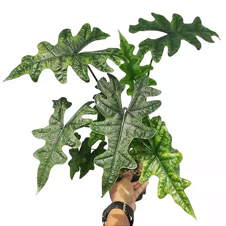 Alocasia Jacklyn