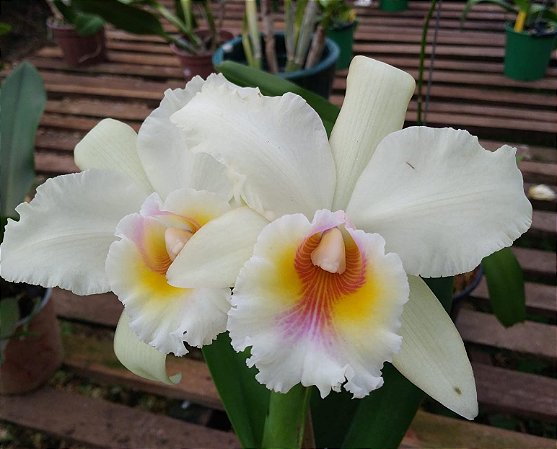 Cattleya Quadricolor Semi-Alba