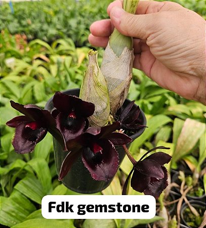 Fredclarkeara Gemstones ("Catasetum")