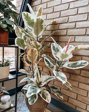 Ficus Elastica Tineke