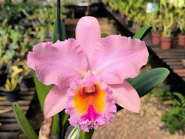 BLC George King 'Serendipity' (Adulta)