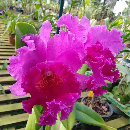 BLC Yamanashi x LC Drumbeat