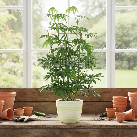 Anthurium Polyschistum