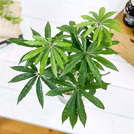 Anthurium Polyschistum (Antúrio) - SUPER PROMOÇÃO